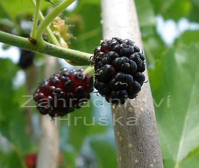 morušovník - Morus alba 'Pendula'.