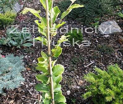 buk - Fagus sylvatica 'Dawyck Gold'.
