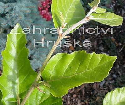 buk - Fagus sylvatica 'Dawyck Gold'.