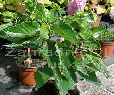 morušovník - Morus alba 'Nana'
