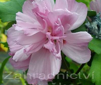 ibišek - Hibiscus syriacus v sortách