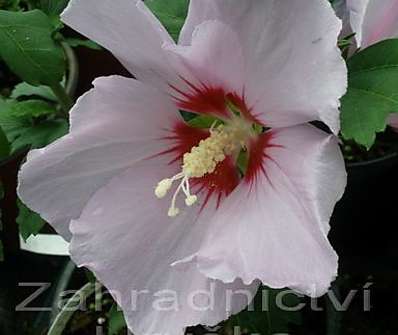 ibišek - Hibiscus syriacus v sortách