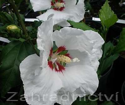 ibišek - Hibiscus syriacus v sortách