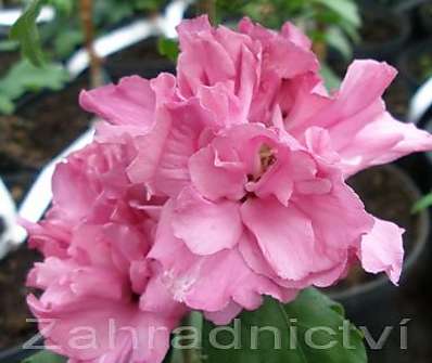 ibišek - Hibiscus syriacus v sortách