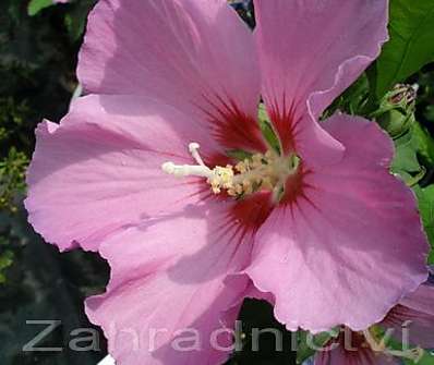 ibišek - Hibiscus syriacus v sortách