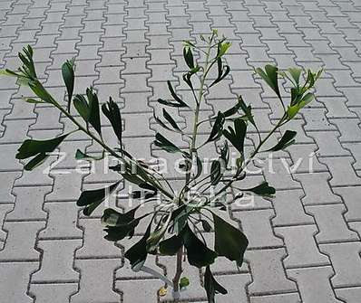 jinan - Ginkgo biloba 'Kořínek'