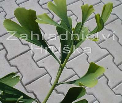 jinan - Ginkgo biloba 'Kořínek'