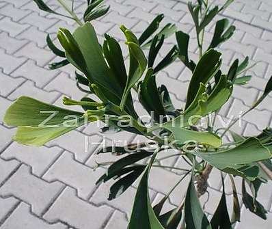 jinan - Ginkgo biloba 'Kořínek'