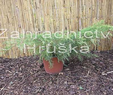 jalovec - Juniperus media 'Pfitzeriana Aurea'