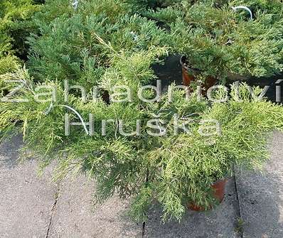 jalovec - Juniperus media 'Pfitzeriana Aurea'