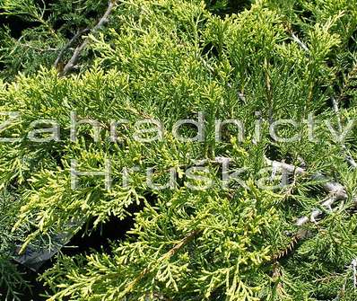 jalovec - Juniperus media 'Pfitzeriana Aurea'