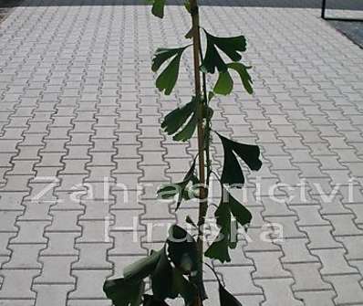 jinan - Ginkgo biloba 'Horizontalis'