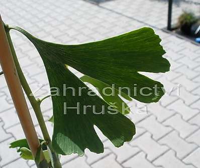 jinan - Ginkgo biloba 'Horizontalis'