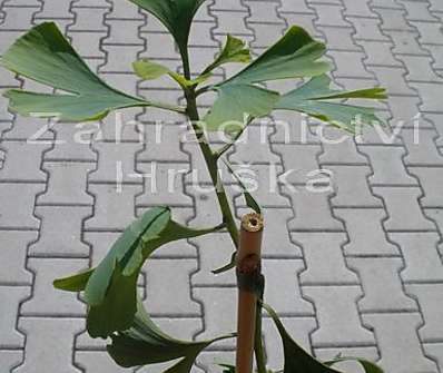 jinan - Ginkgo biloba 'Horizontalis'