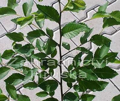 jilm - Ulmus parviflora 'Geisha'