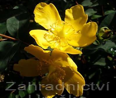 třezalka - Hypericum 'Hidcote'