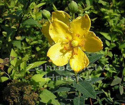 třezalka - Hypericum 'Hidcote'