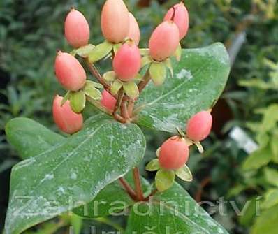 třezalka - Hypericum 'Hidcote'