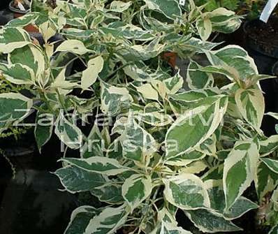 svída - Cornus controversa 'Variegata'