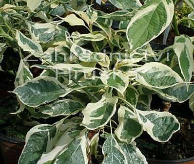 svída - Cornus controversa 'Variegata'