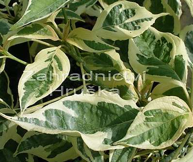 svída - Cornus controversa 'Variegata'