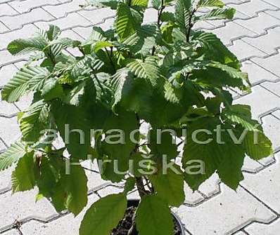 habr - Carpinus betulus 'Columnaris'