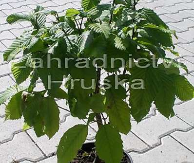 habr - Carpinus betulus 'Columnaris'
