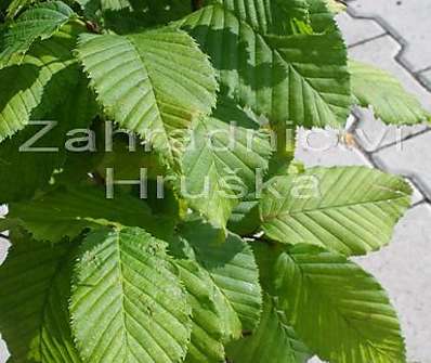 habr - Carpinus betulus 'Columnaris'