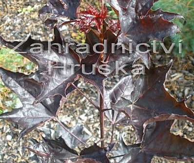 javor - Acer platanoides 'Crimson King'