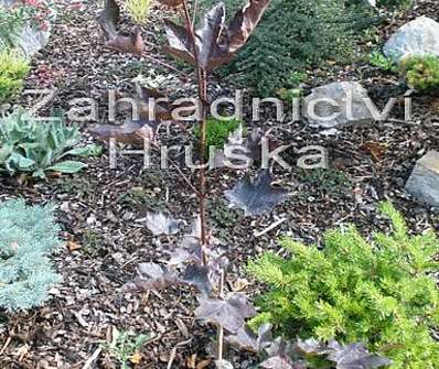 javor - Acer platanoides 'Crimson King'