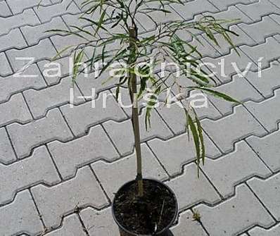 buk - Fagus sylvatica 'Mercedes'