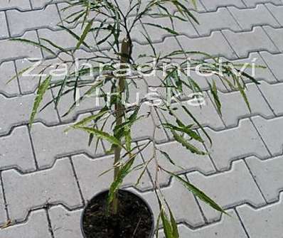 buk - Fagus sylvatica 'Mercedes'