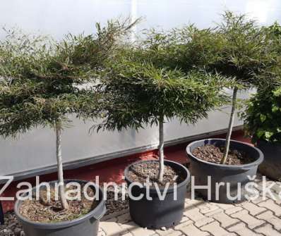 buk - Fagus sylvatica 'Mercedes'