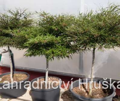 buk - Fagus sylvatica 'Mercedes'