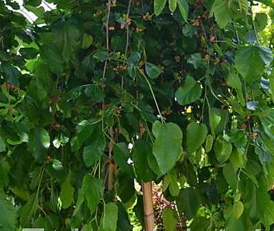 morušovník - Morus alba 'Pendula'..