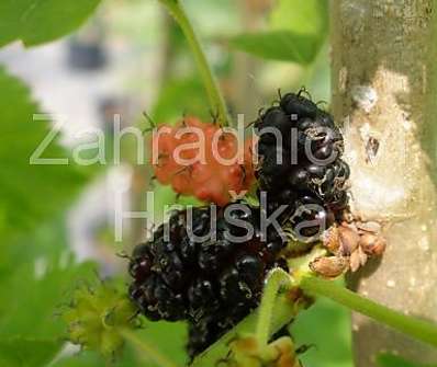 morušovník - Morus alba 'Pendula'..
