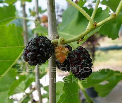 morušovník - Morus alba 'Pendula'..