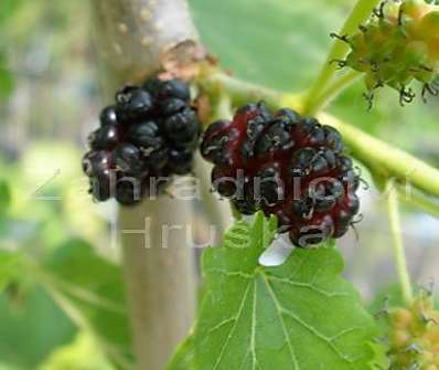 morušovník - Morus alba 'Pendula'..