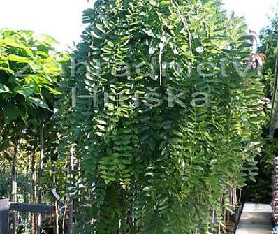 jerlín - Sophora japonica 'Pendula'...