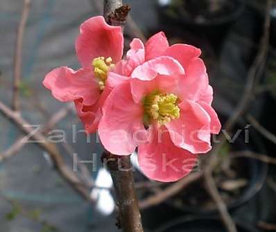 kdoulovec - Chaenomeles superba 'Pink Lady'