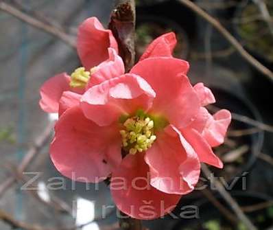 kdoulovec - Chaenomeles superba 'Pink Lady'