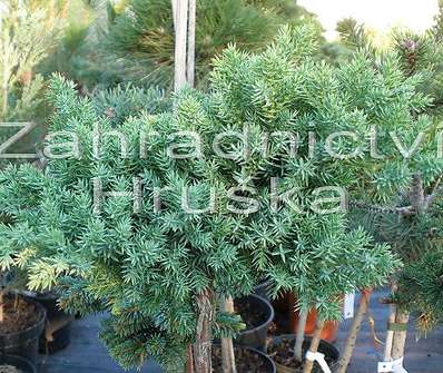 jalovec - Juniperus procumbens 'Nana'