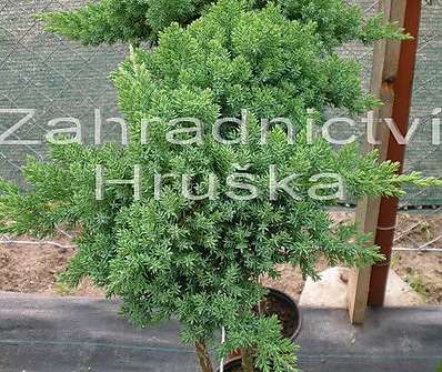 jalovec - Juniperus procumbens 'Nana'