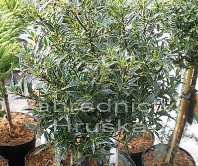 cesmína - Ilex aquifolia 'Myrtifolia'.