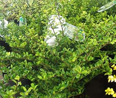 cesmína - Ilex crenata 'Convexa'