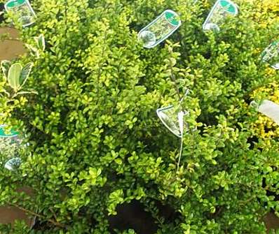 cesmína - Ilex crenata 'Convexa'