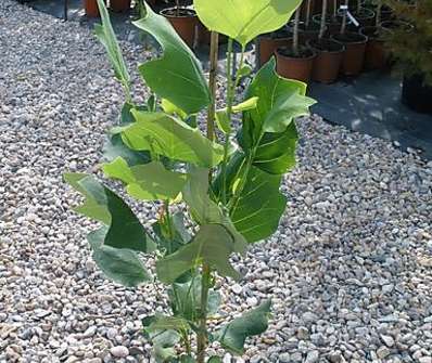 tulipánovník - Liriodendron tulipifera 'Fastigiatum'