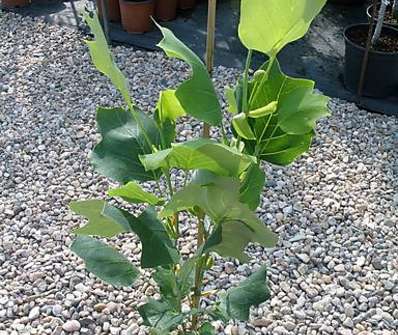 tulipánovník - Liriodendron tulipifera 'Fastigiatum'