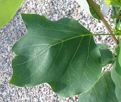 tulipánovník - Liriodendron tulipifera 'Fastigiatum'