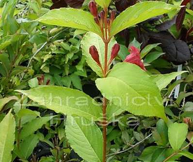 vajgelie - Weigela florida 'Jeans Gold'